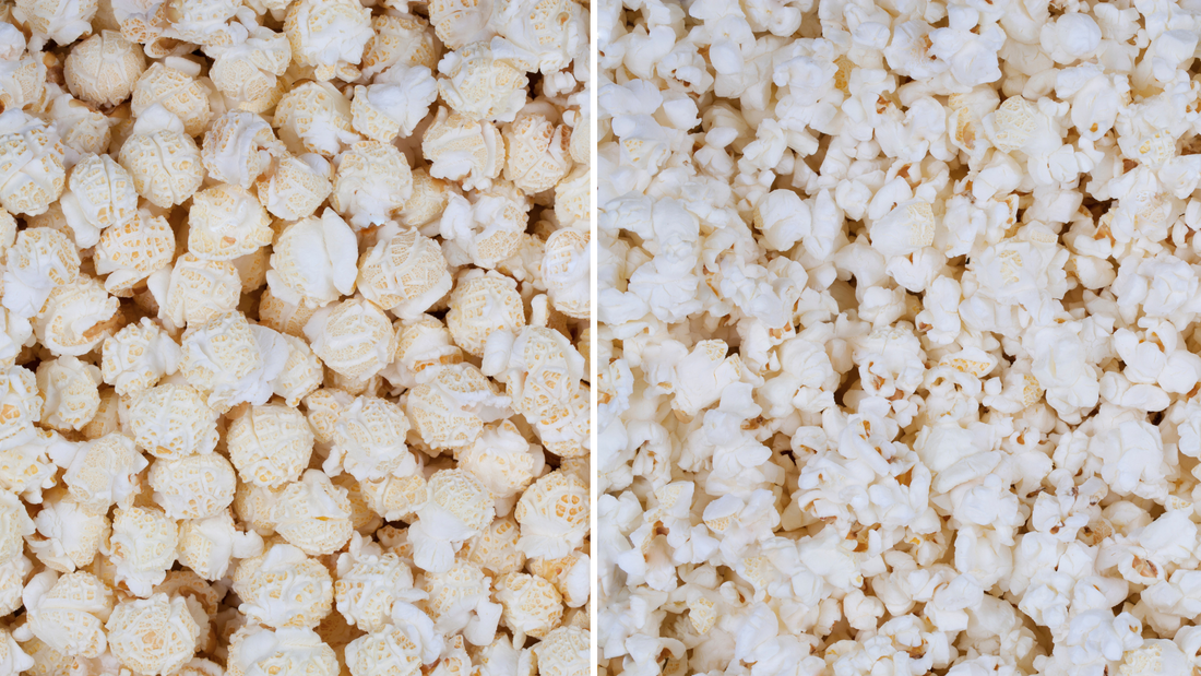 Popcorn Mushroom vs. Butterfly : quelle est la différence ?