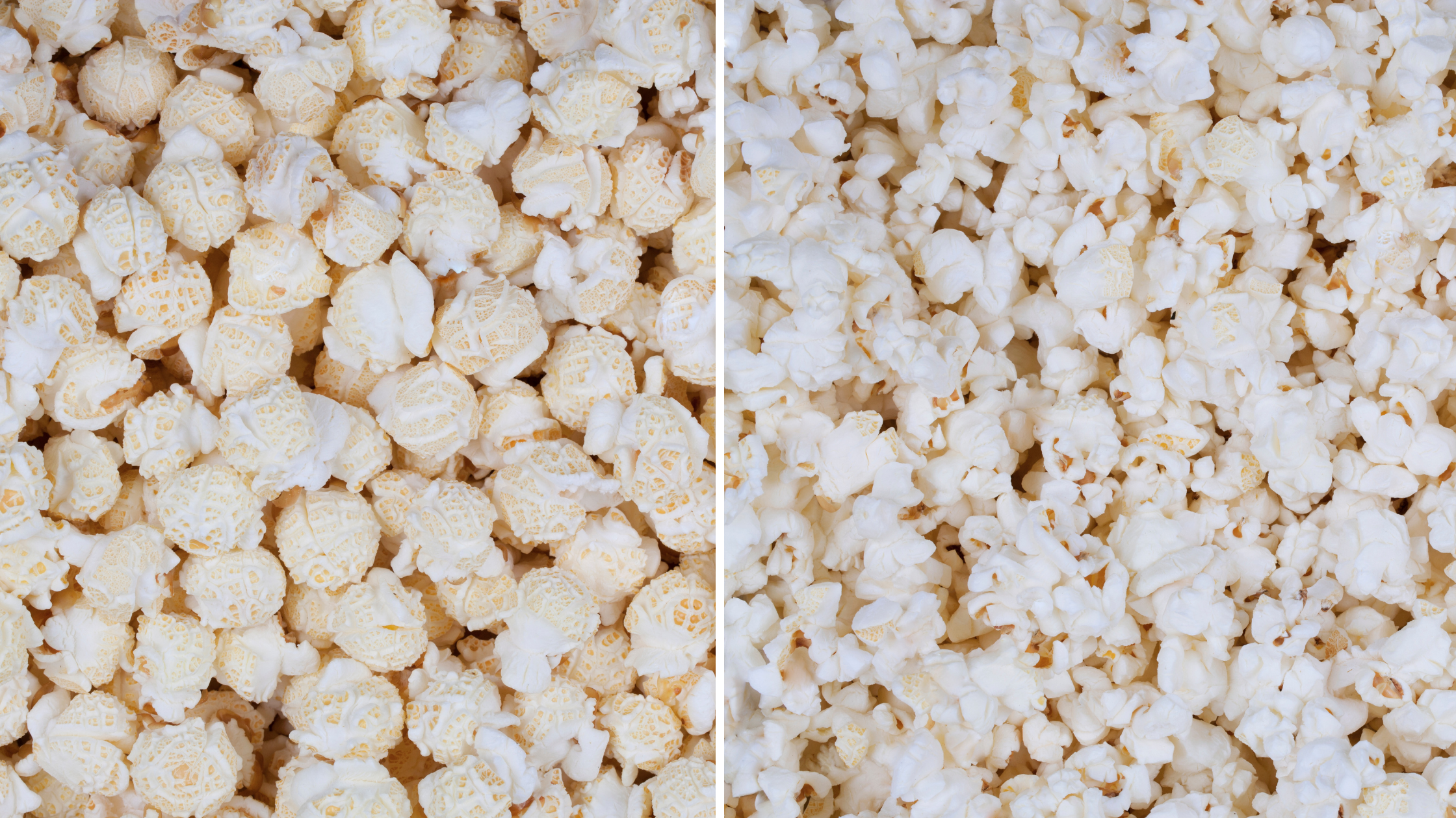 Popcorn Mushroom vs. Butterfly : quelle est la différence ?